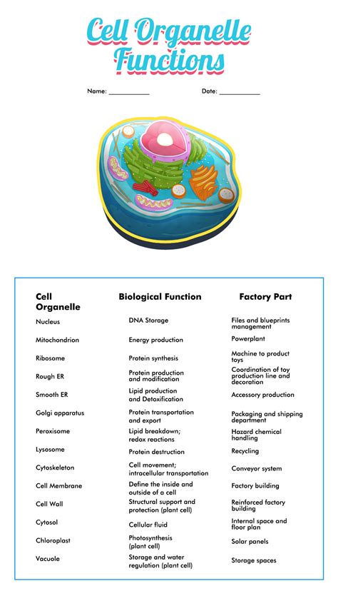 50 Function Of the organelles Worksheet | Chessmuseum Template Library